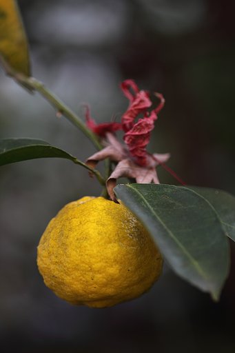 Tamron 90mm f2.8 macro 172E