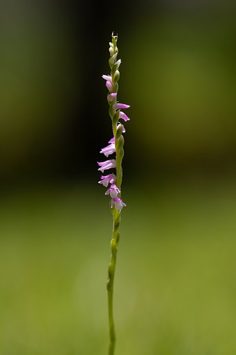 我が家に咲いたネジリ花