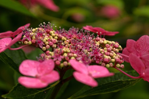 日陰の紫陽花