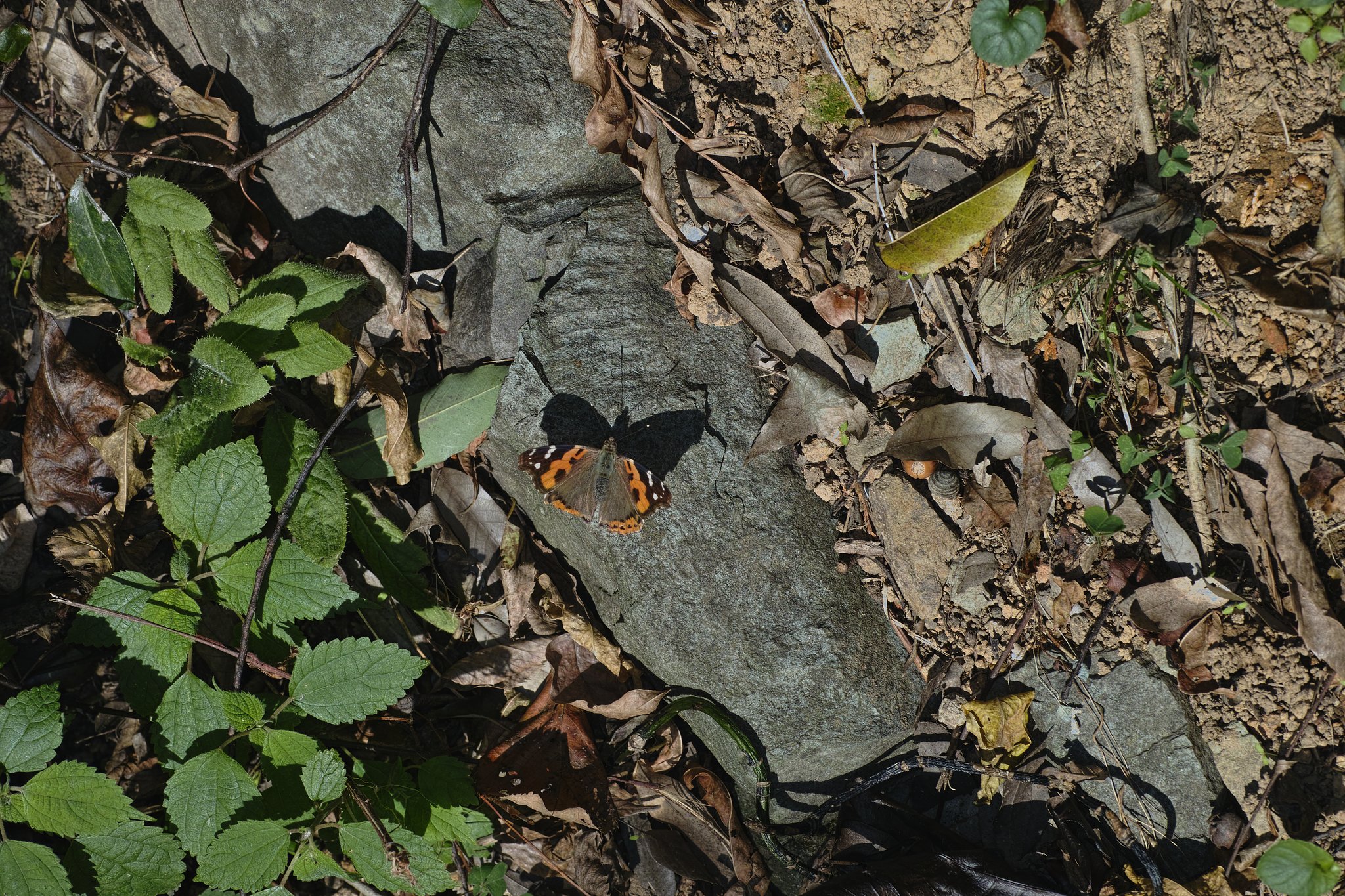 アカタテハ