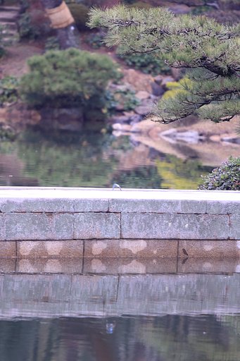 カワセミは低く飛ぶ