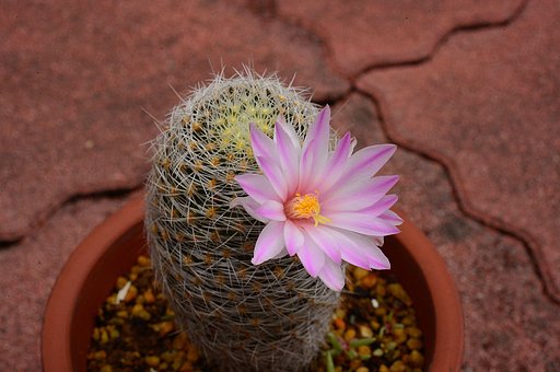 サボテンの花