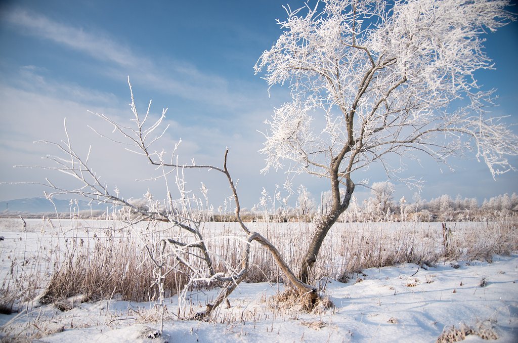 細くても頑張っています