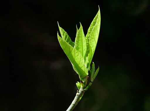 4月16日の写真