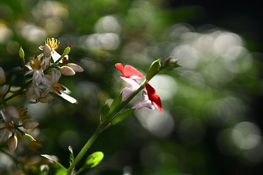 小さな花