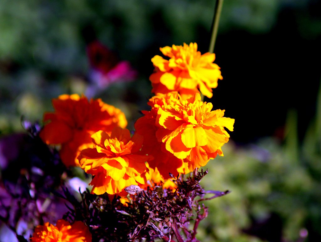 Tamron100-300mm5-6.3 TeleMacro
