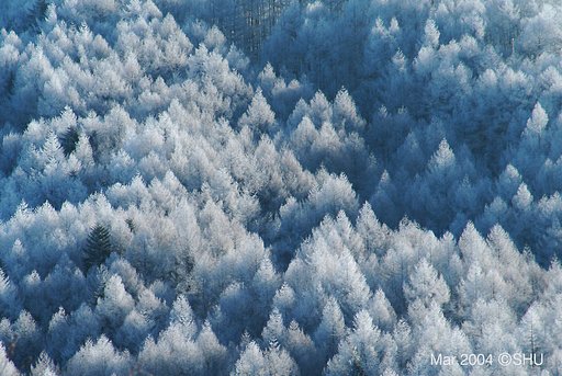 霧氷
