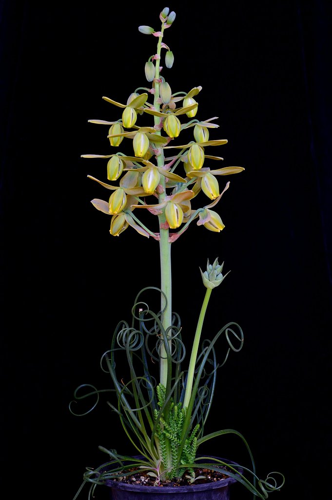 ユリ科 Albuca spiralis cv. 'Frizzle sizzle'
