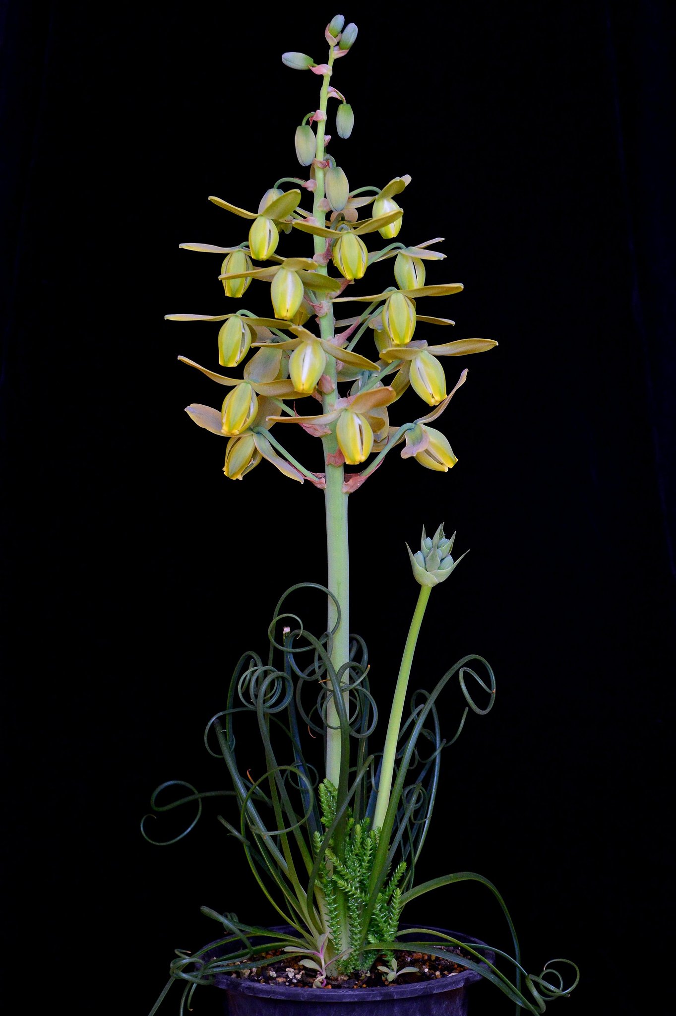 ユリ科 Albuca spiralis cv. 'Frizzle sizzle'