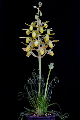 ユリ科 Albuca spiralis cv. 'Frizzle sizzle'