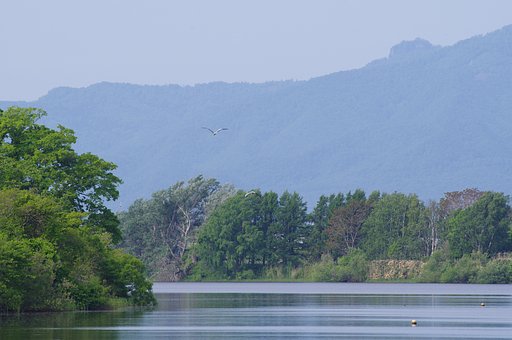 鷺のいる風景
