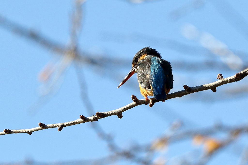 カワセミ