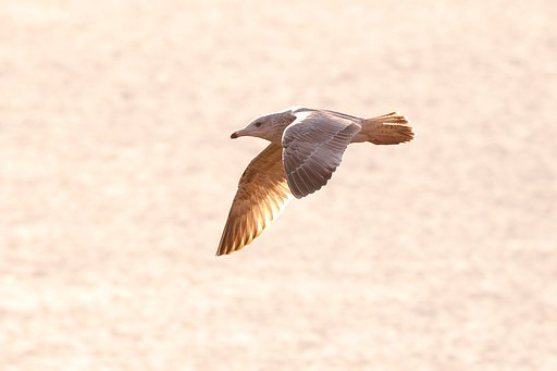 カモメが飛んだ♪