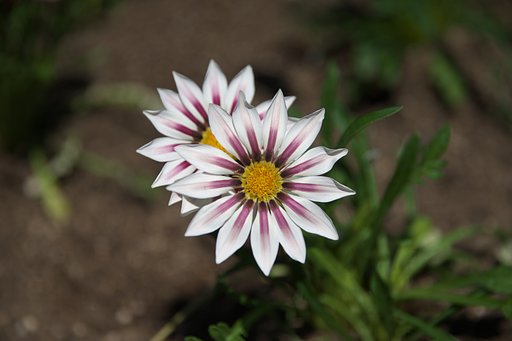 太陽の子