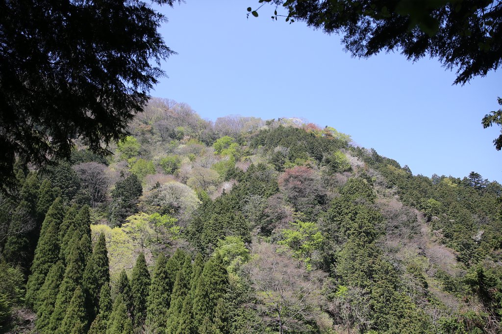 【花・空のある写真】混交林が戻ってきた！