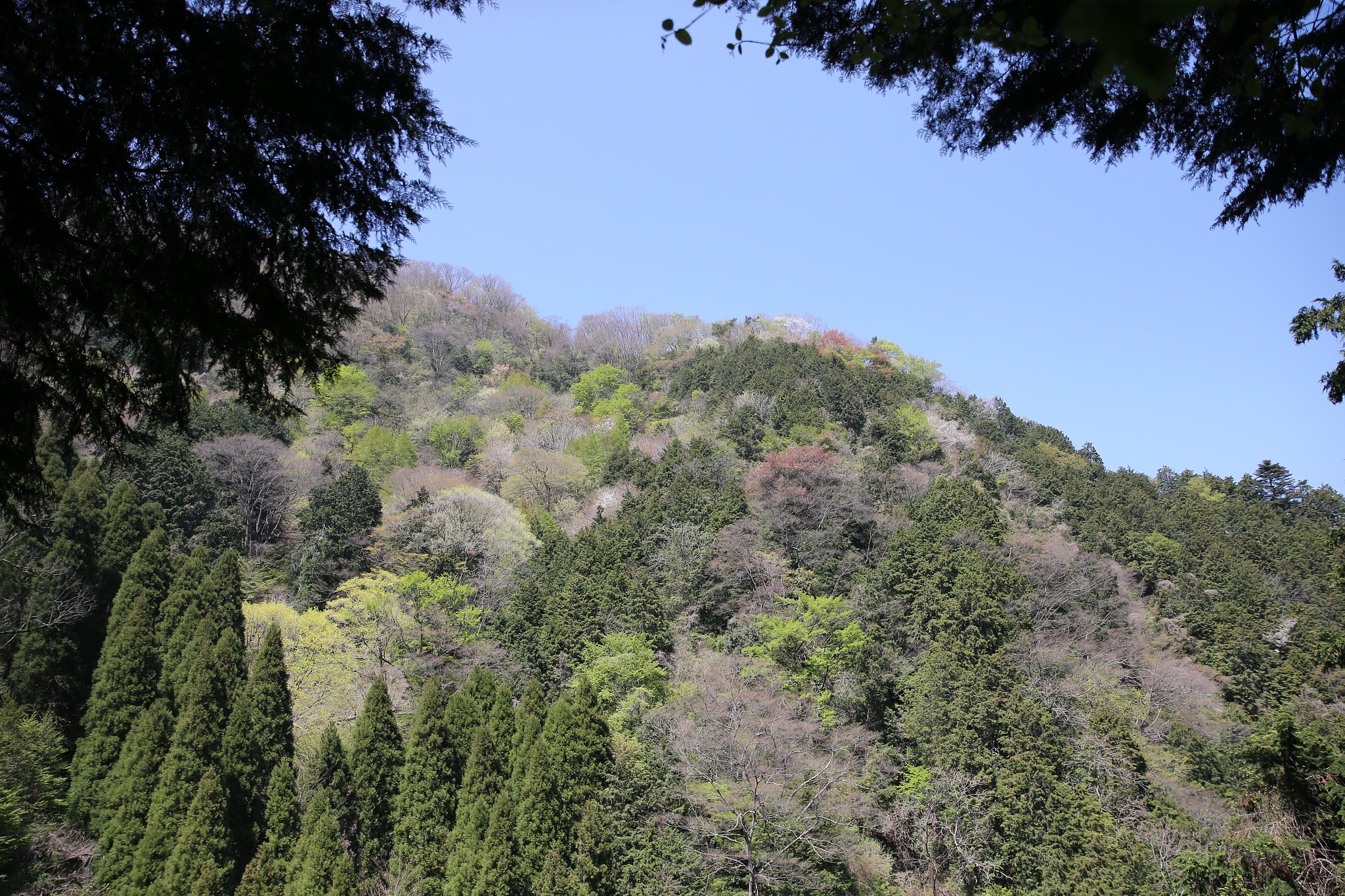 【花・空のある写真】混交林が戻ってきた！