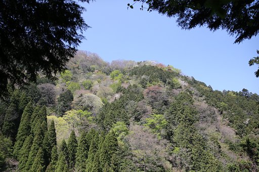 【花・空のある写真】混交林が戻ってきた！