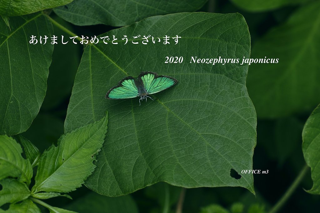 新年のご挨拶