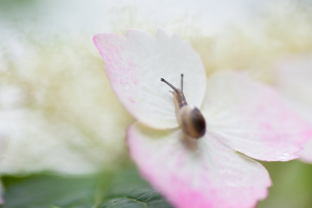 SP AF 90mm F/2.8 MACRO1:1