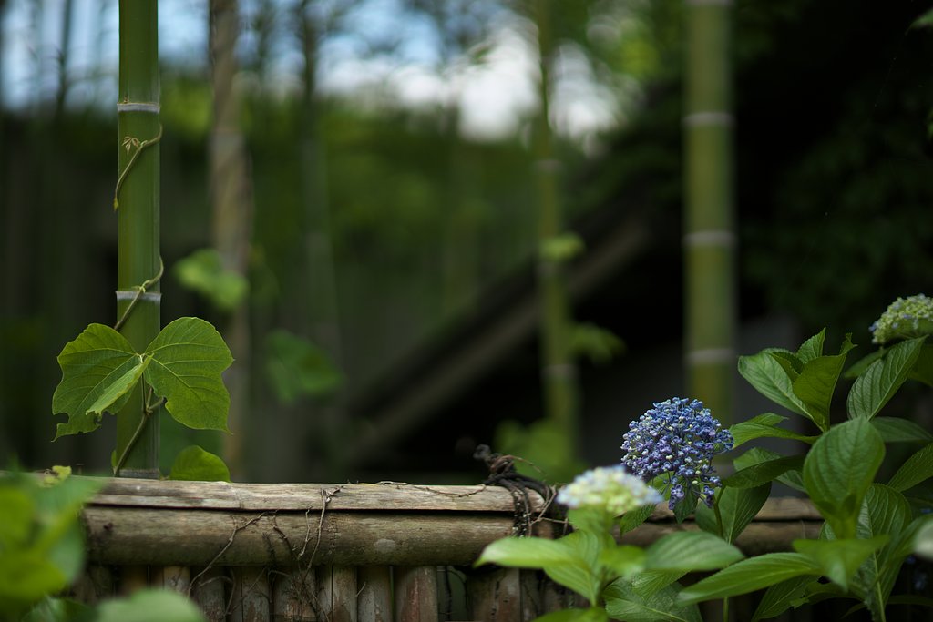 紫陽花