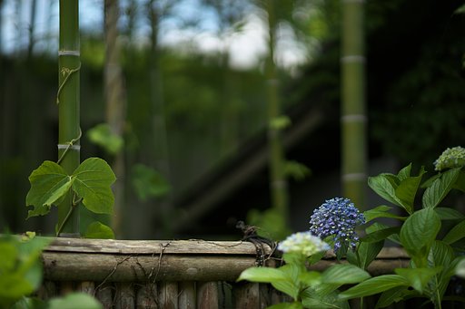 紫陽花
