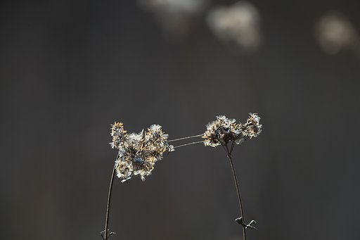 枯草