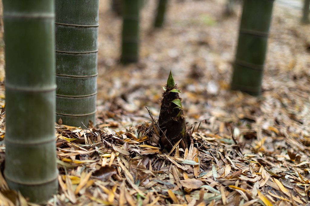 EF50mm f/1.2L USM