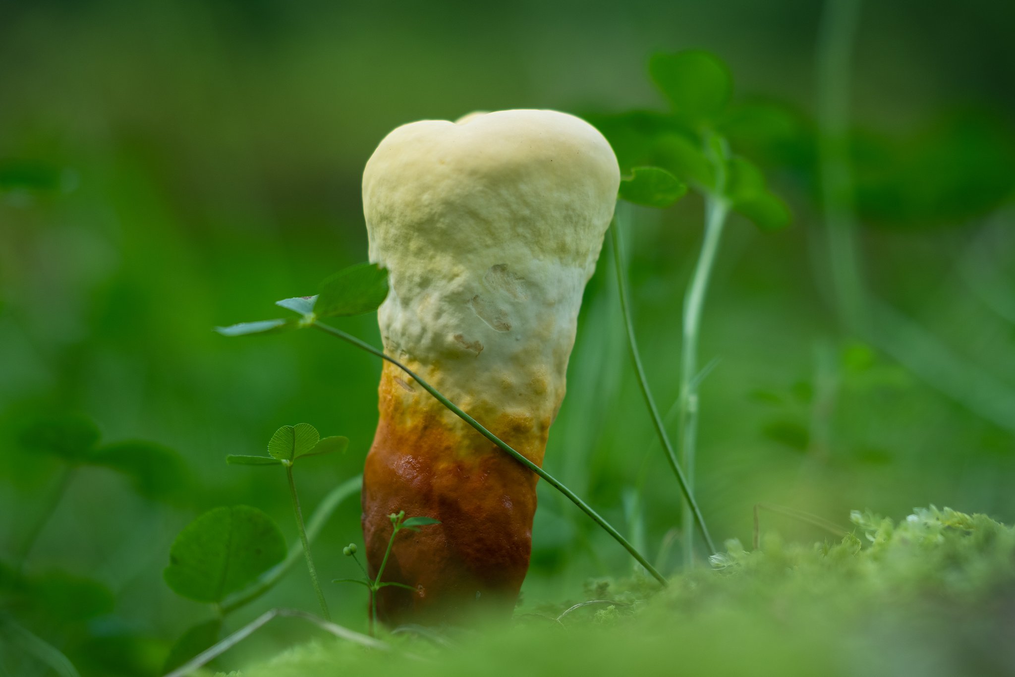 キノコ３