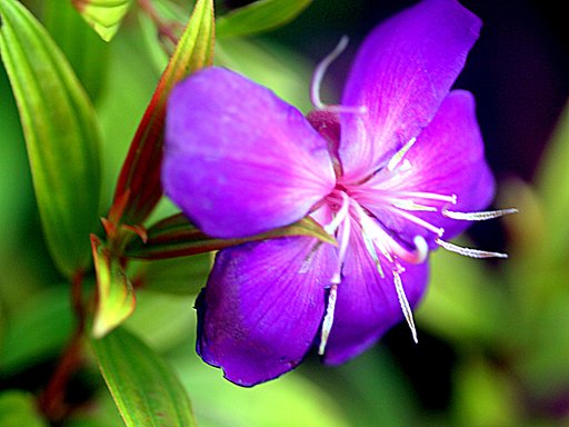 ムラサキの花