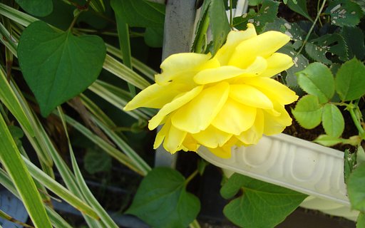 黄色いミニバラ