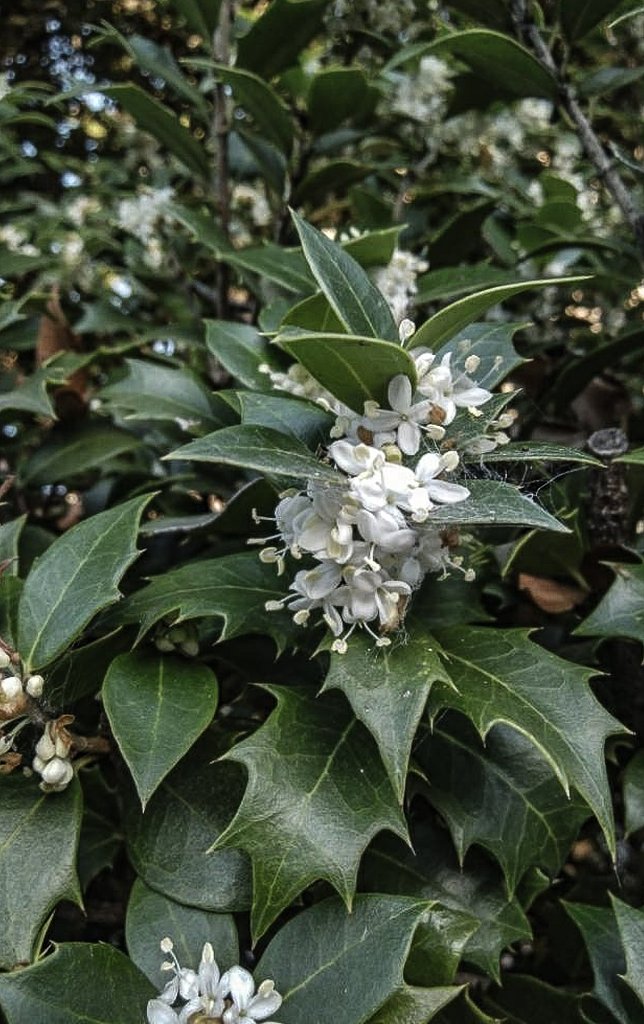 11月末のヒイラギの花