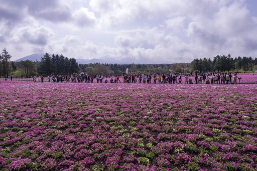 富士山と芝桜