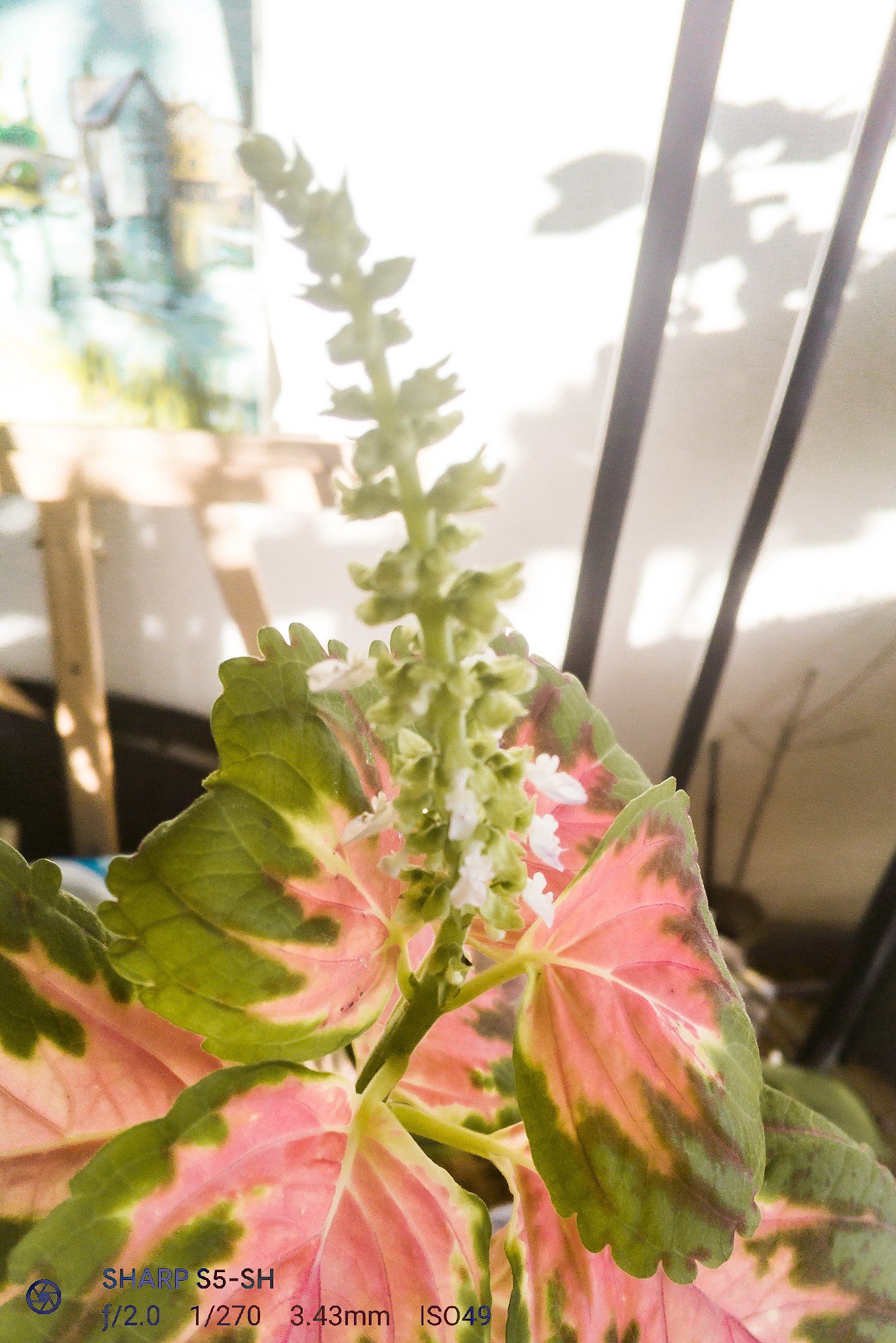コリウスの花時