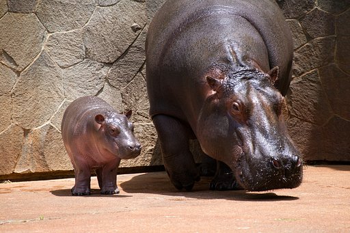 動物園