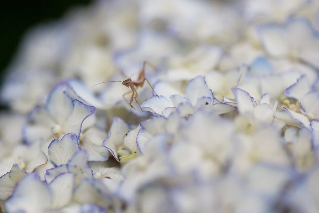 SP AF 90mm F/2.8 MACRO1:1