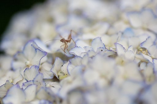 SP AF 90mm F/2.8 MACRO1:1