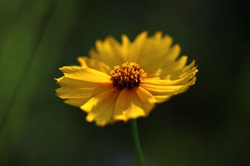 初夏のコスモス