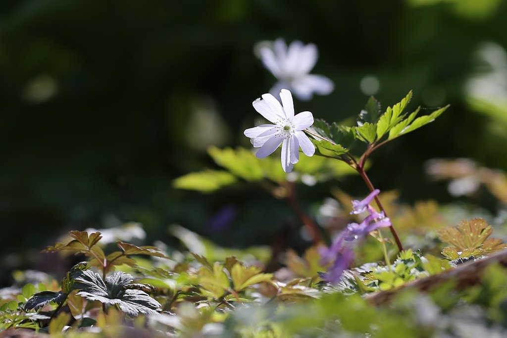 キクザキイチゲ（白花）