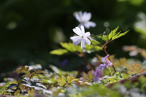 キクザキイチゲ（白花）
