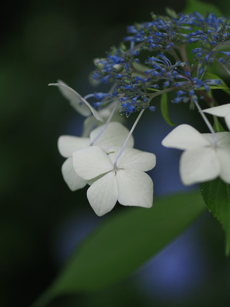 花灯り２