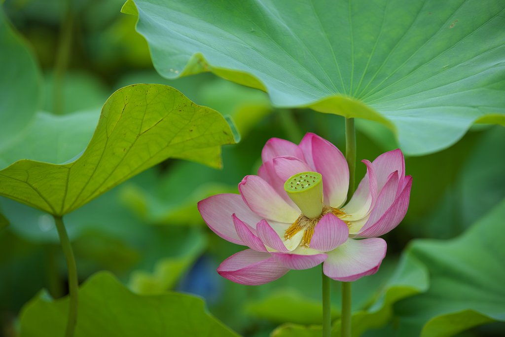 梅雨晴