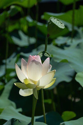 舞妃蓮 蕾