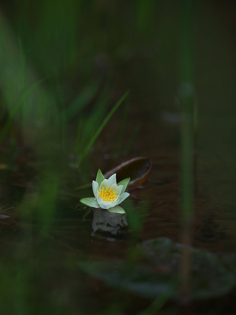 ヒツジグサ