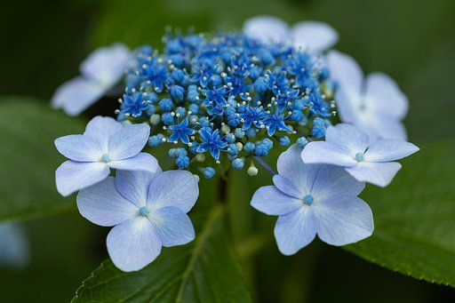 紫陽花