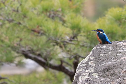 帰ってきた70Dと帰ってきてくれたカワセミ君