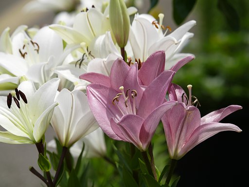 OLYMPUS  ED  50-200mm  f.2.8-3.5  