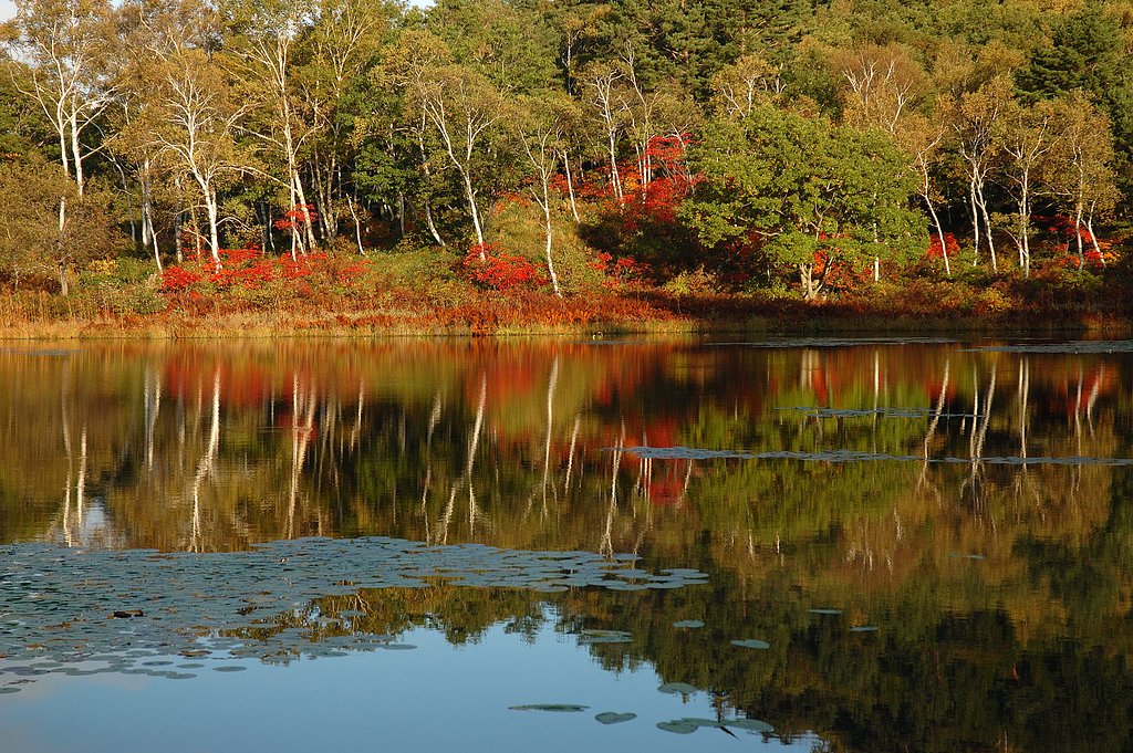 紅葉情報1