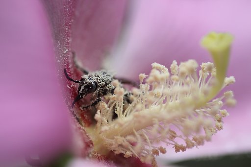 Tamron 90mm f2.8 macro 172E