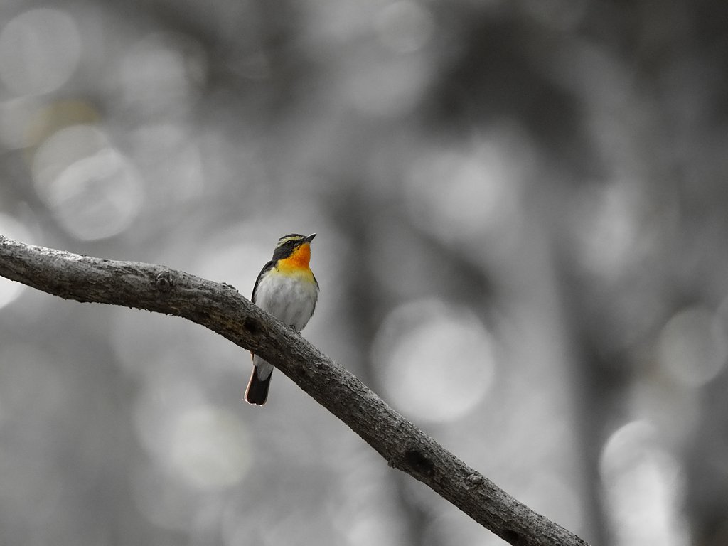 夏鳥