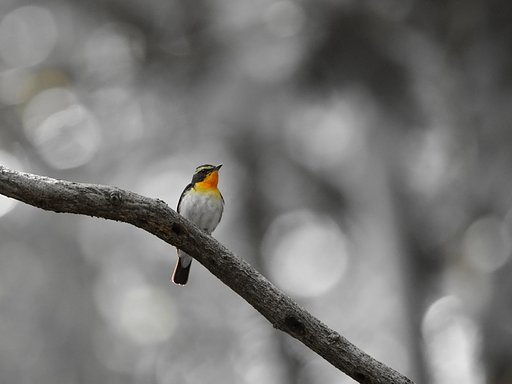 夏鳥